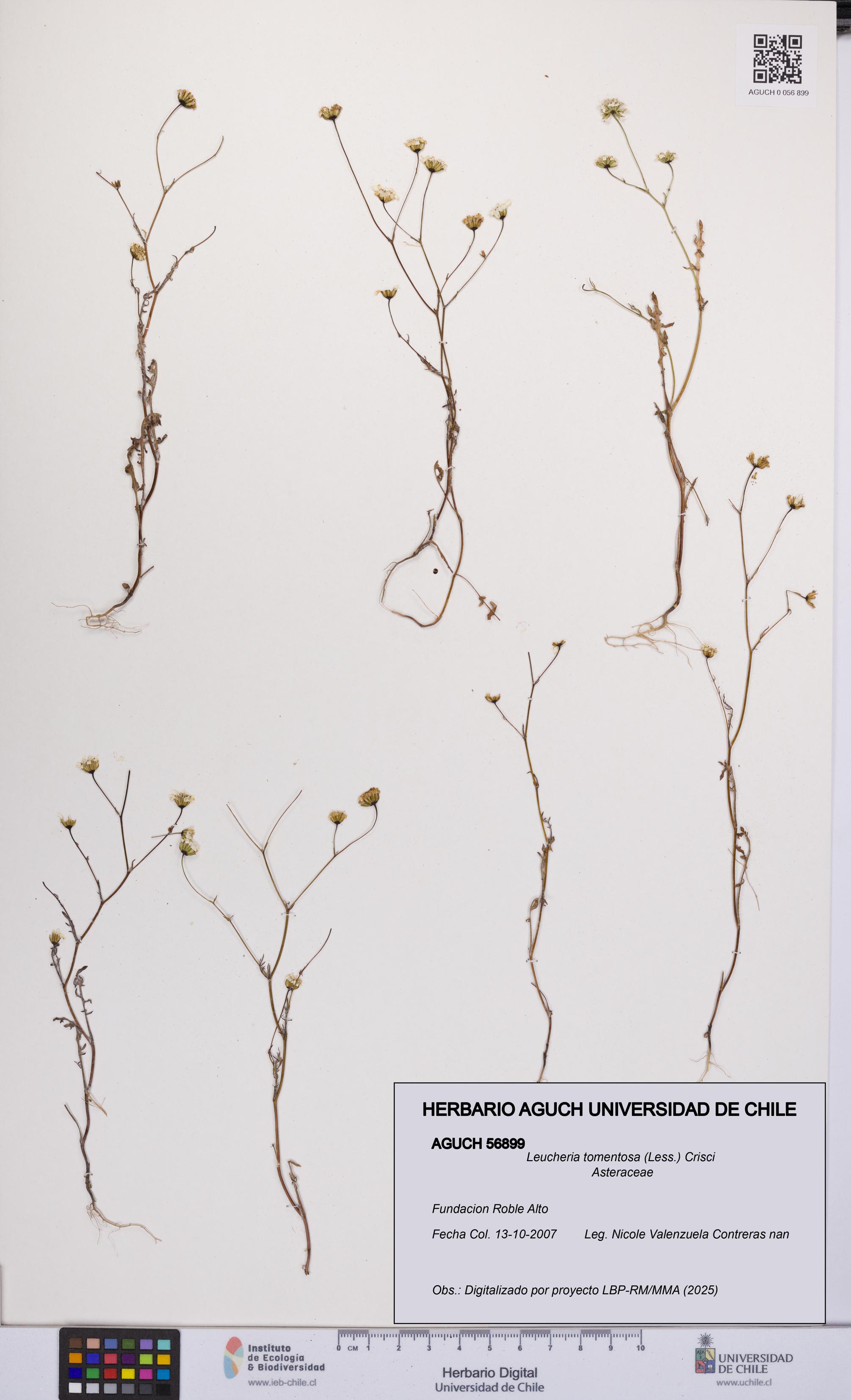 Leucheria tomentosa [Espécimen: UCH:AGUCH:0056899]