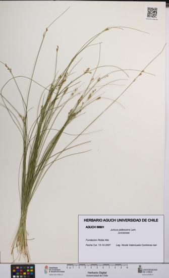 Juncus pallescens [Espécimen: UCH:AGUCH:0056901]