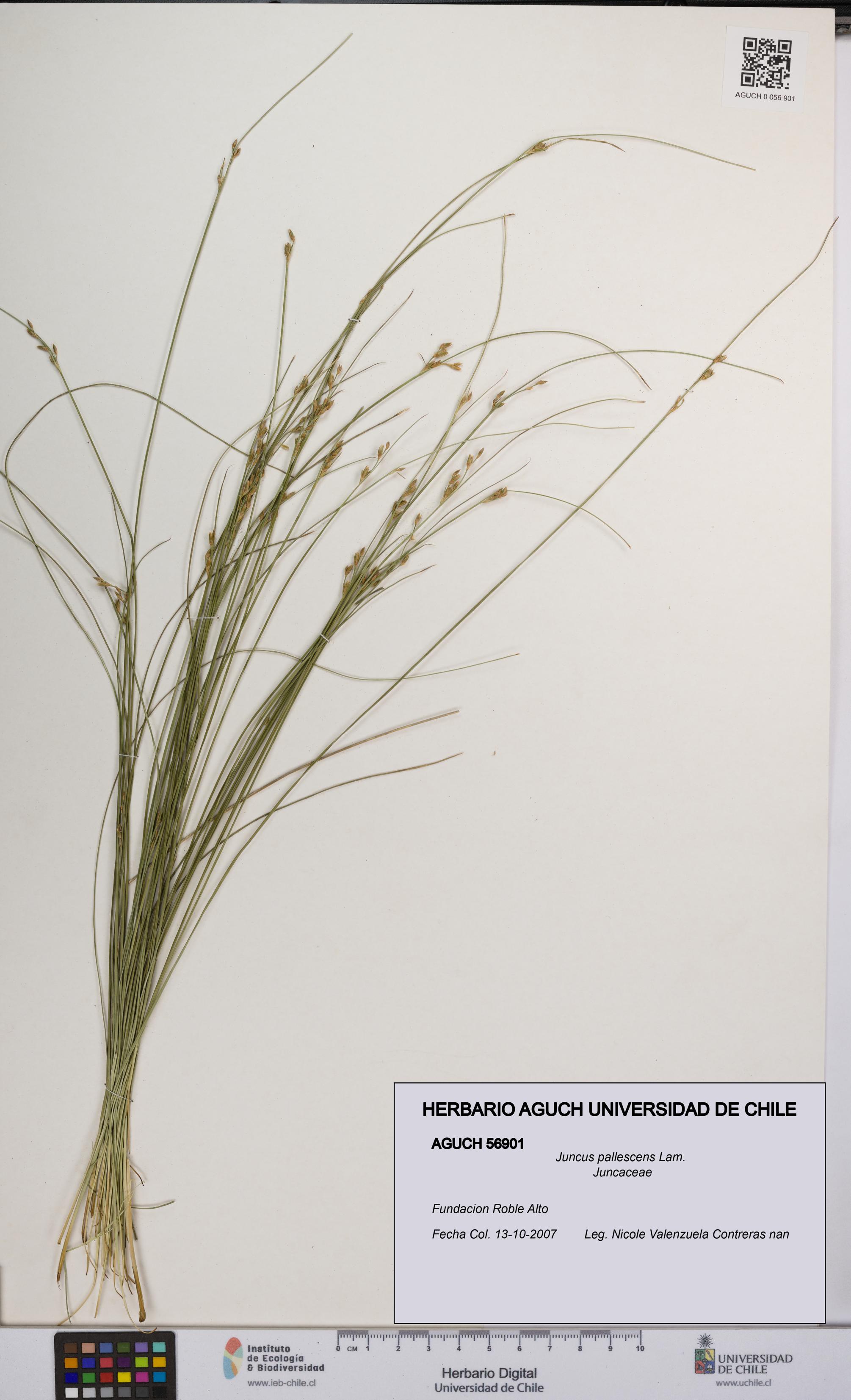 Juncus pallescens [Espécimen: UCH:AGUCH:0056901]