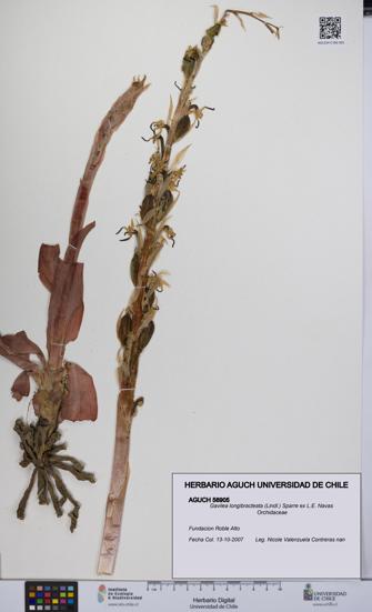 Gavilea longibracteata [Espécimen: UCH:AGUCH:0056905]