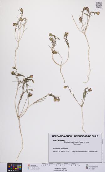 Chaetanthera linearis [Espécimen: UCH:AGUCH:0056911]