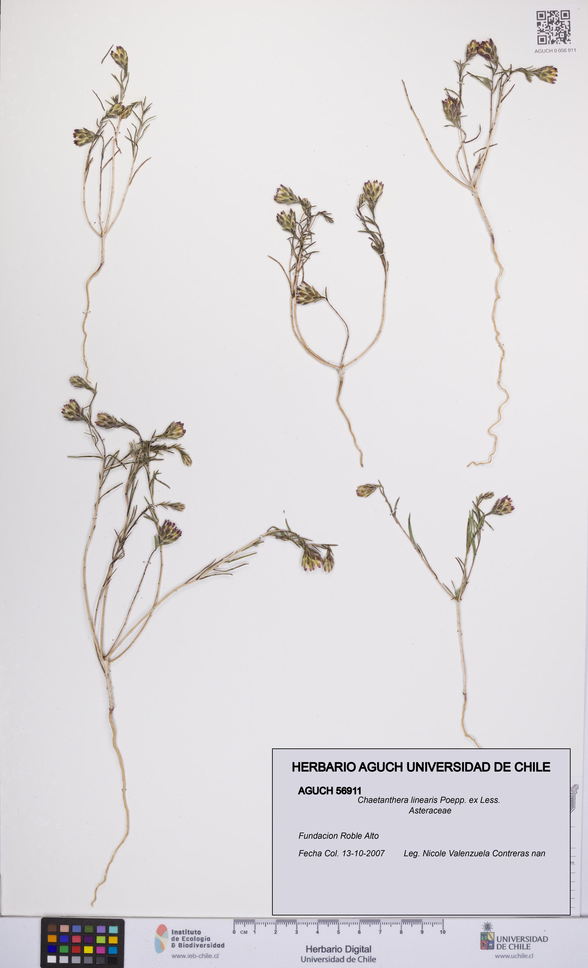 Chaetanthera linearis [Espécimen: UCH:AGUCH:0056911]