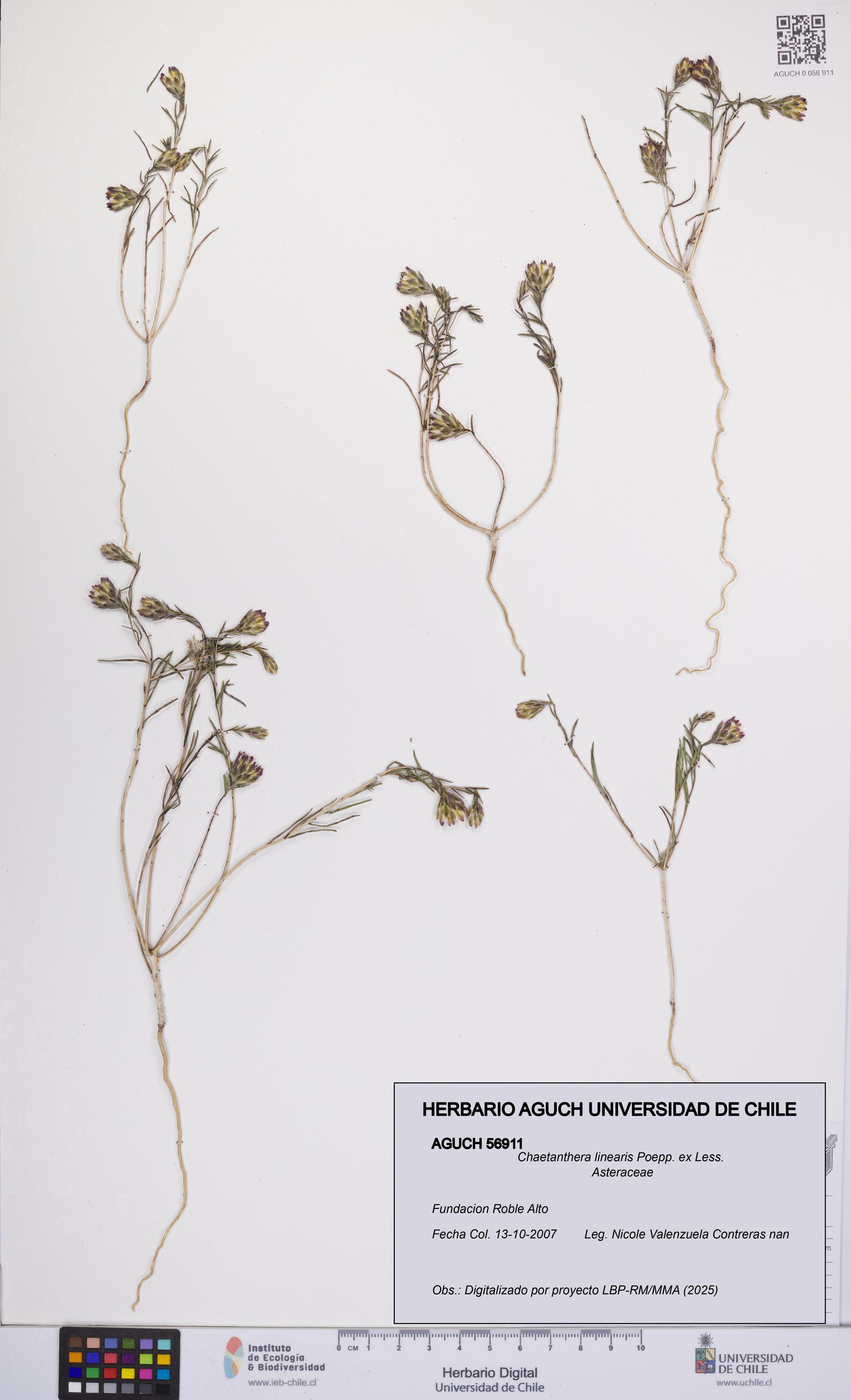 Chaetanthera linearis [Espécimen: UCH:AGUCH:0056911]