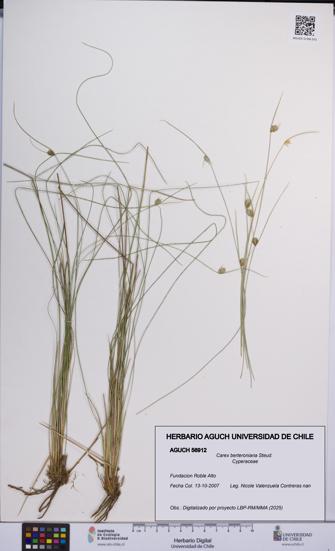 Carex berteroniana [Espécimen: UCH:AGUCH:0056912]
