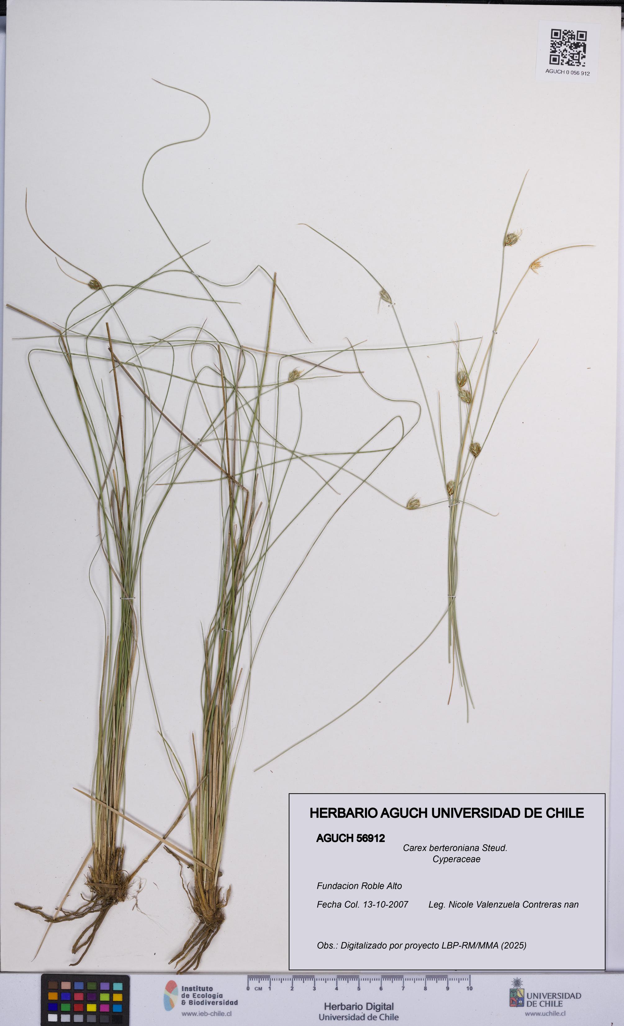 Carex berteroniana [Espécimen: UCH:AGUCH:0056912]