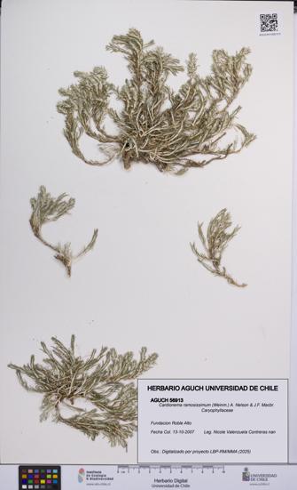 Cardionema ramosissimum [Espécimen: UCH:AGUCH:0056913]