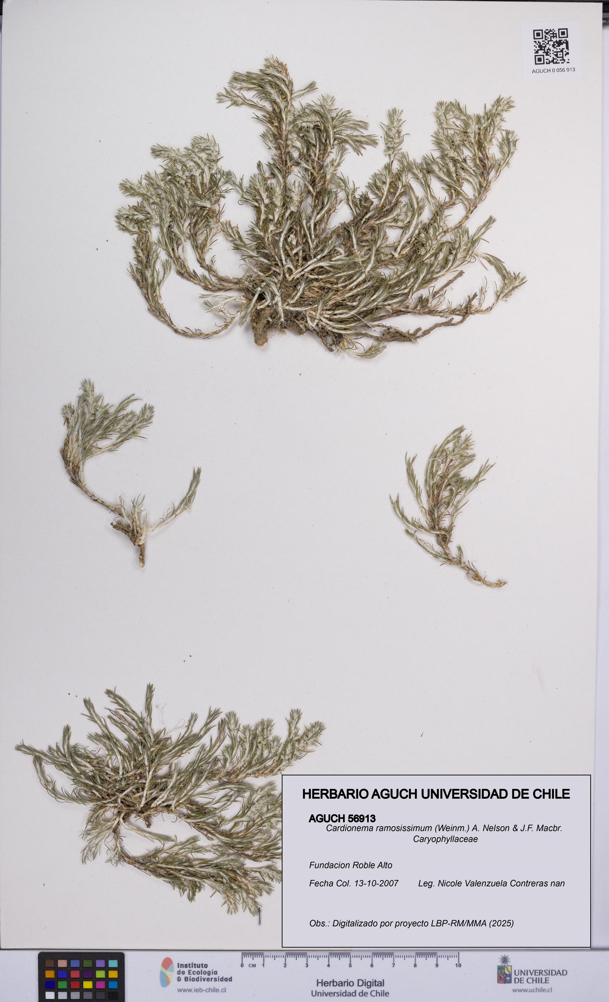 Cardionema ramosissimum [Espécimen: UCH:AGUCH:0056913]