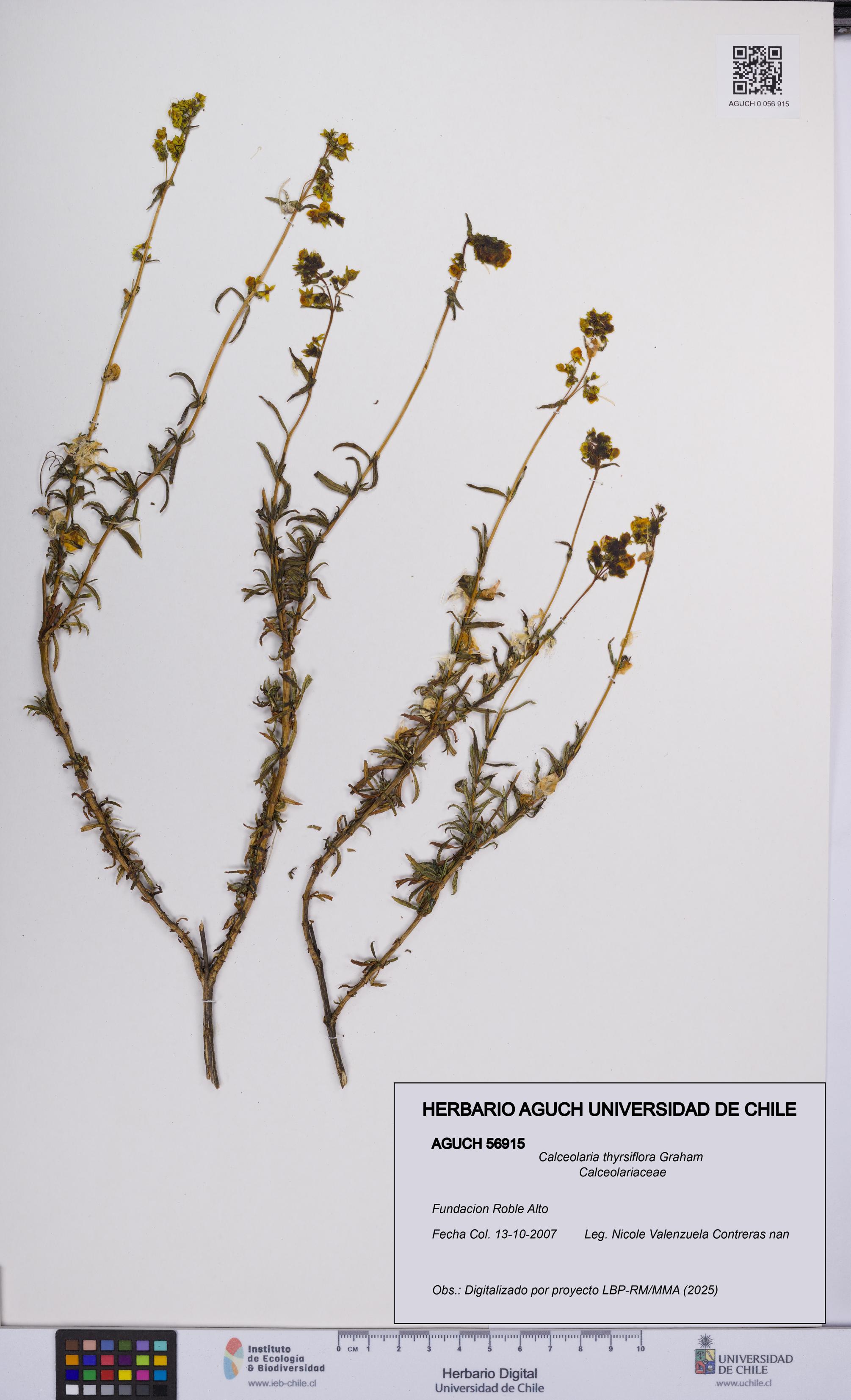 Calceolaria thyrsiflora [Espécimen: UCH:AGUCH:0056915]