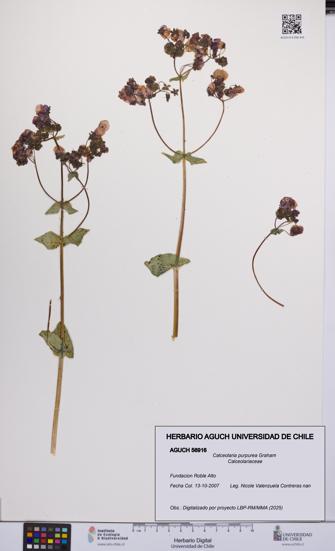 Calceolaria purpurea [Espécimen: UCH:AGUCH:0056916]