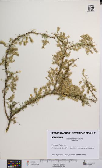 Adesmia confusa [Espécimen: UCH:AGUCH:0056929]