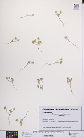 Chaetanthera moenchioides [Espécimen: UCH:AGUCH:0056930]