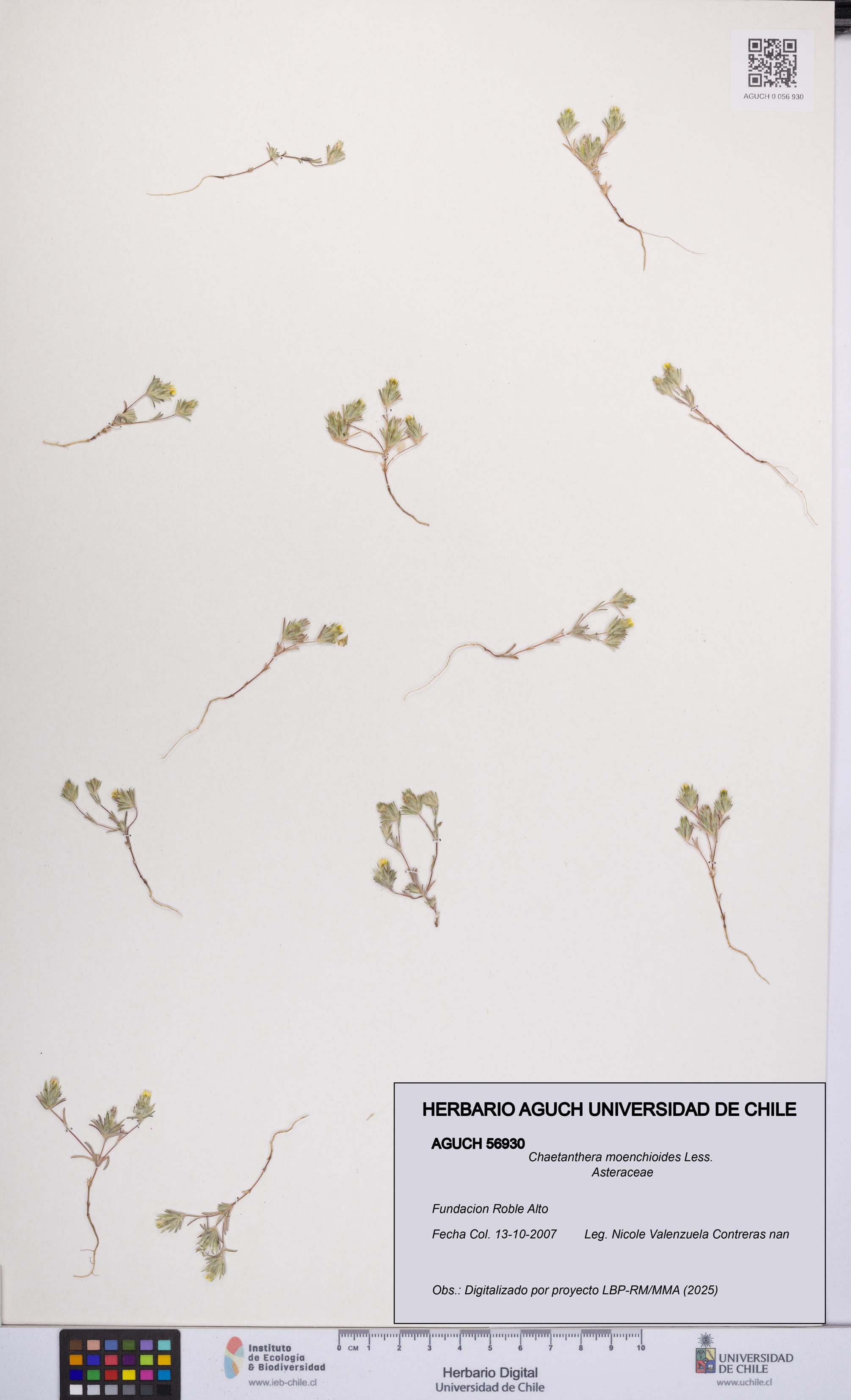 Chaetanthera moenchioides [Espécimen: UCH:AGUCH:0056930]