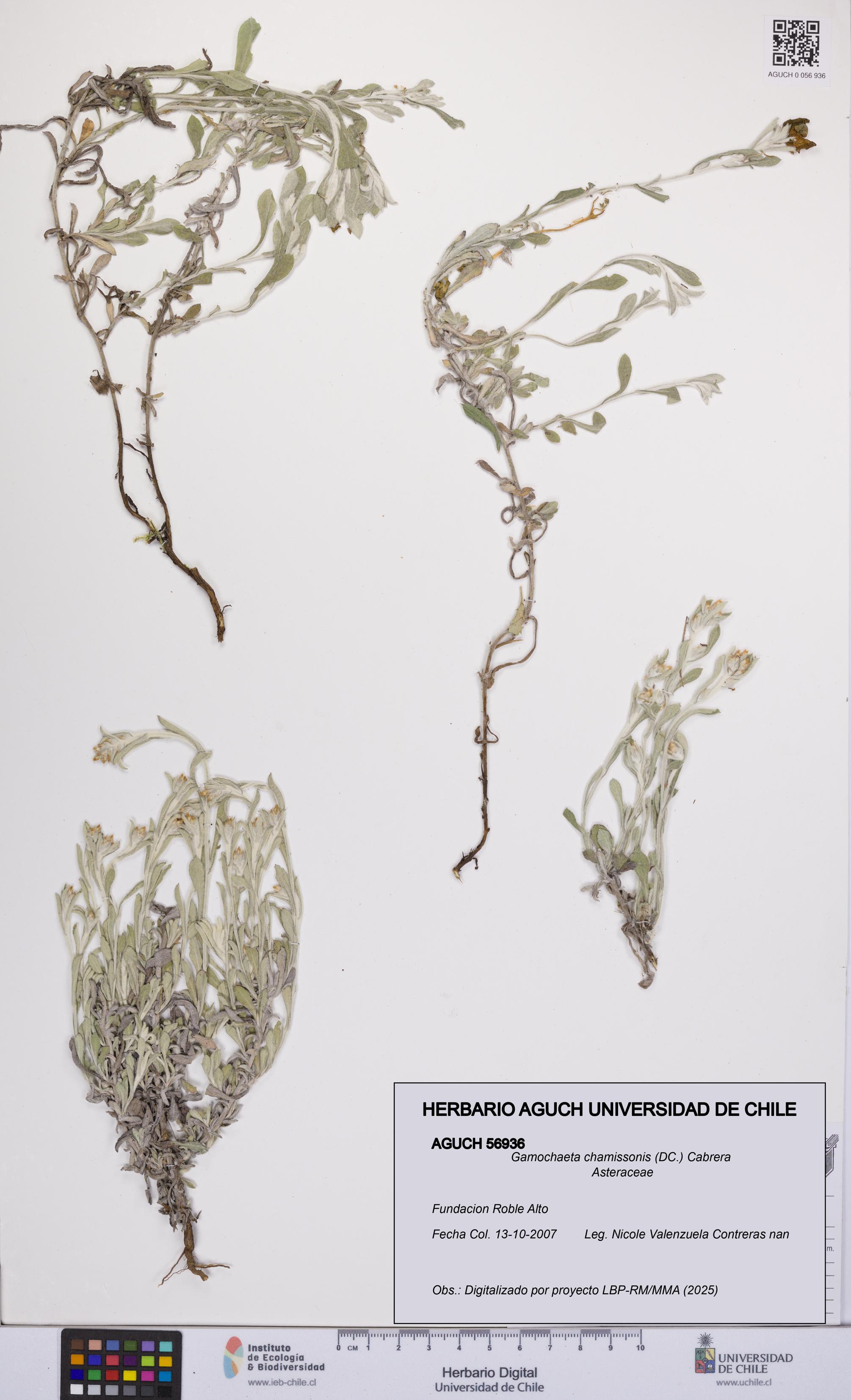 Gamochaeta chamissonis [Espécimen: UCH:AGUCH:0056936]