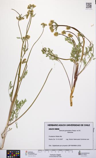 Sanicula graveolens [Espécimen: UCH:AGUCH:0056939]