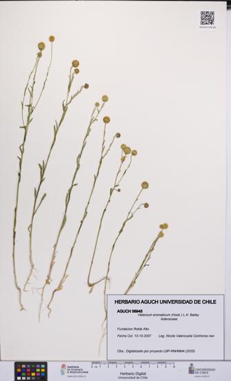 Helenium aromaticum [Espécimen: UCH:AGUCH:0056945]