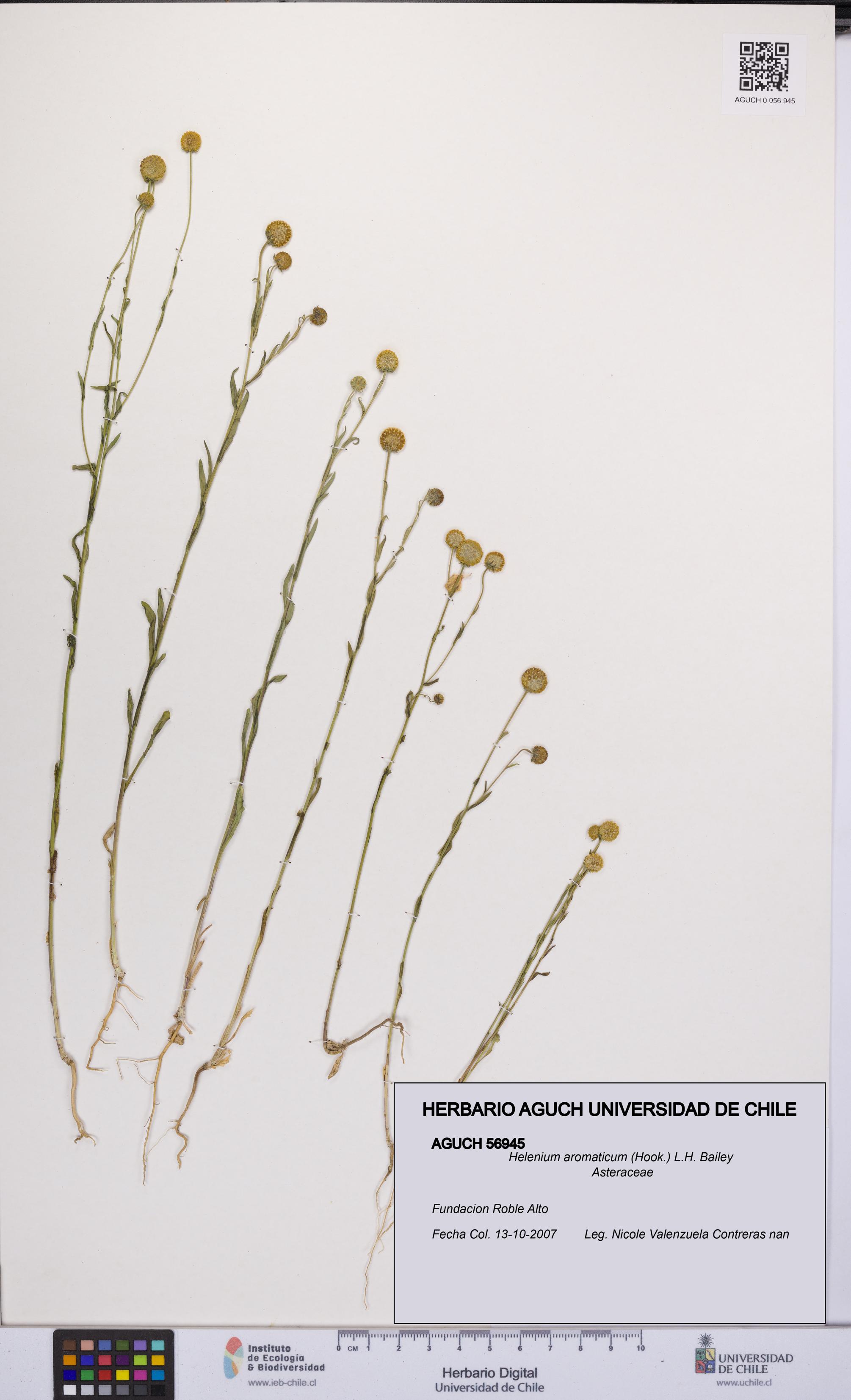 Helenium aromaticum [Espécimen: UCH:AGUCH:0056945]
