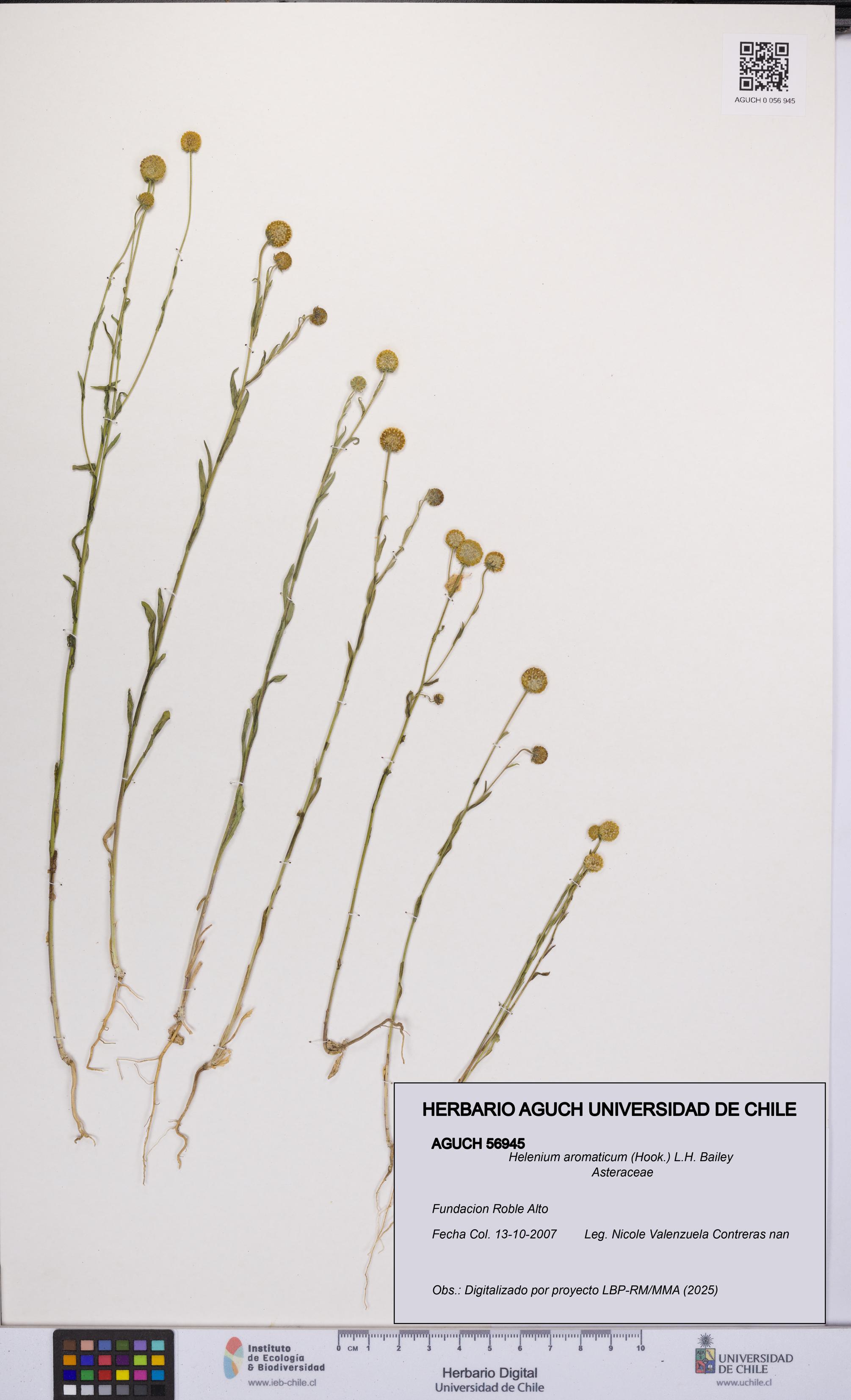 Helenium aromaticum [Espécimen: UCH:AGUCH:0056945]