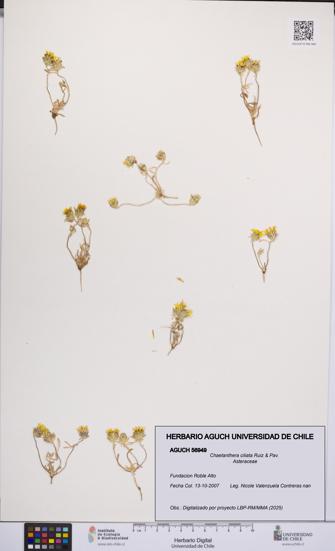 Chaetanthera ciliata [Espécimen: UCH:AGUCH:0056949]