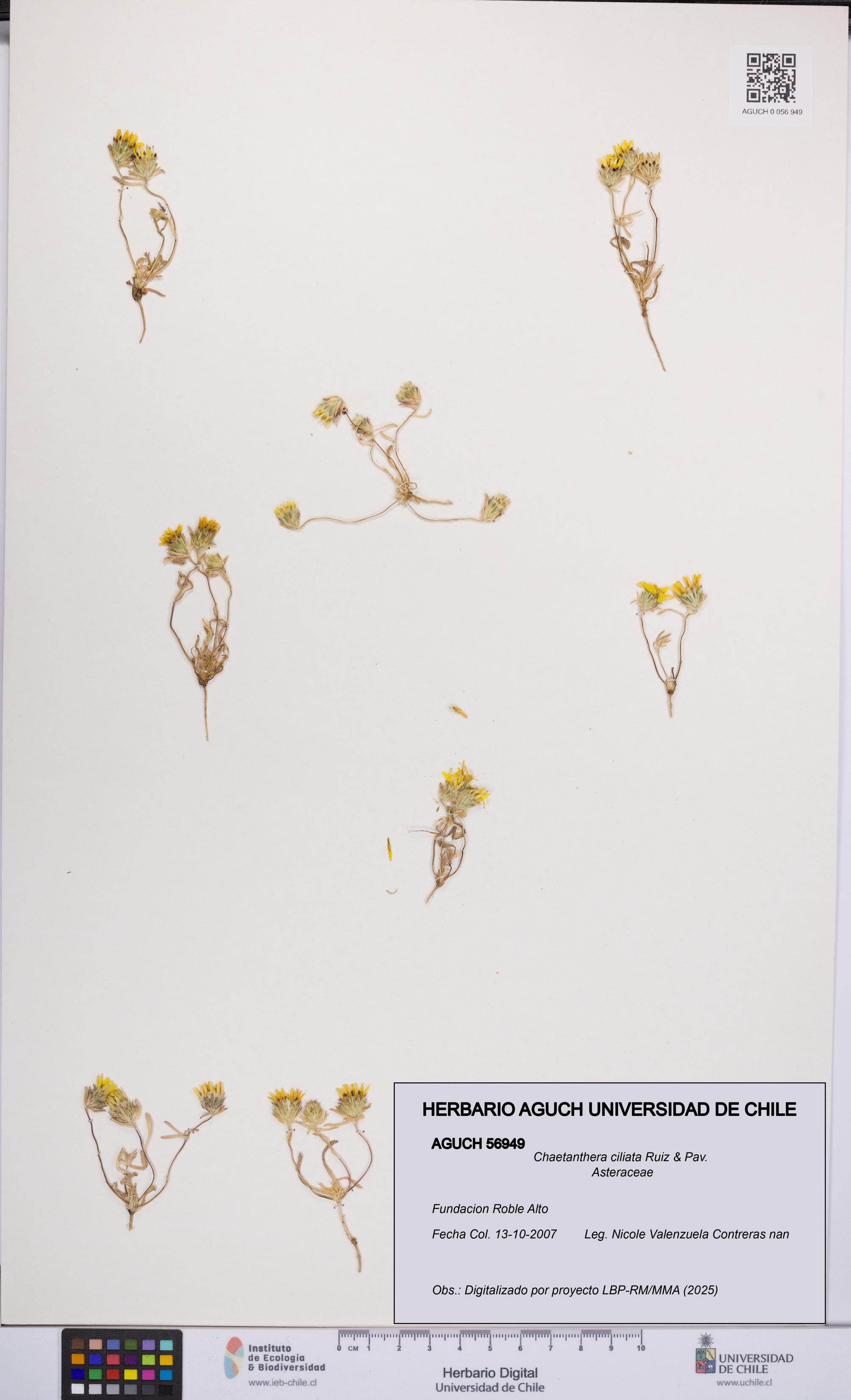 Chaetanthera ciliata [Espécimen: UCH:AGUCH:0056949]