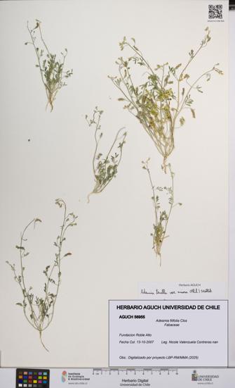 Adesmia filifolia [Espécimen: UCH:AGUCH:0056955]
