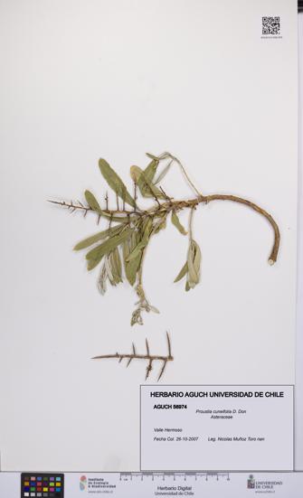 Proustia cuneifolia [Espécimen: UCH:AGUCH:0056974]