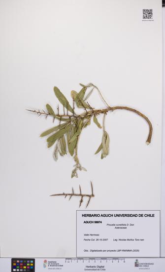 Proustia cuneifolia [Espécimen: UCH:AGUCH:0056974]