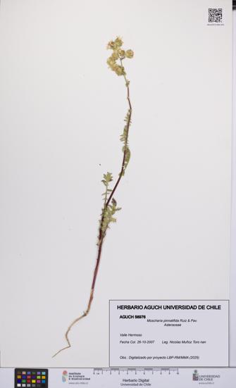 Moscharia pinnatifida [Espécimen: UCH:AGUCH:0056976]