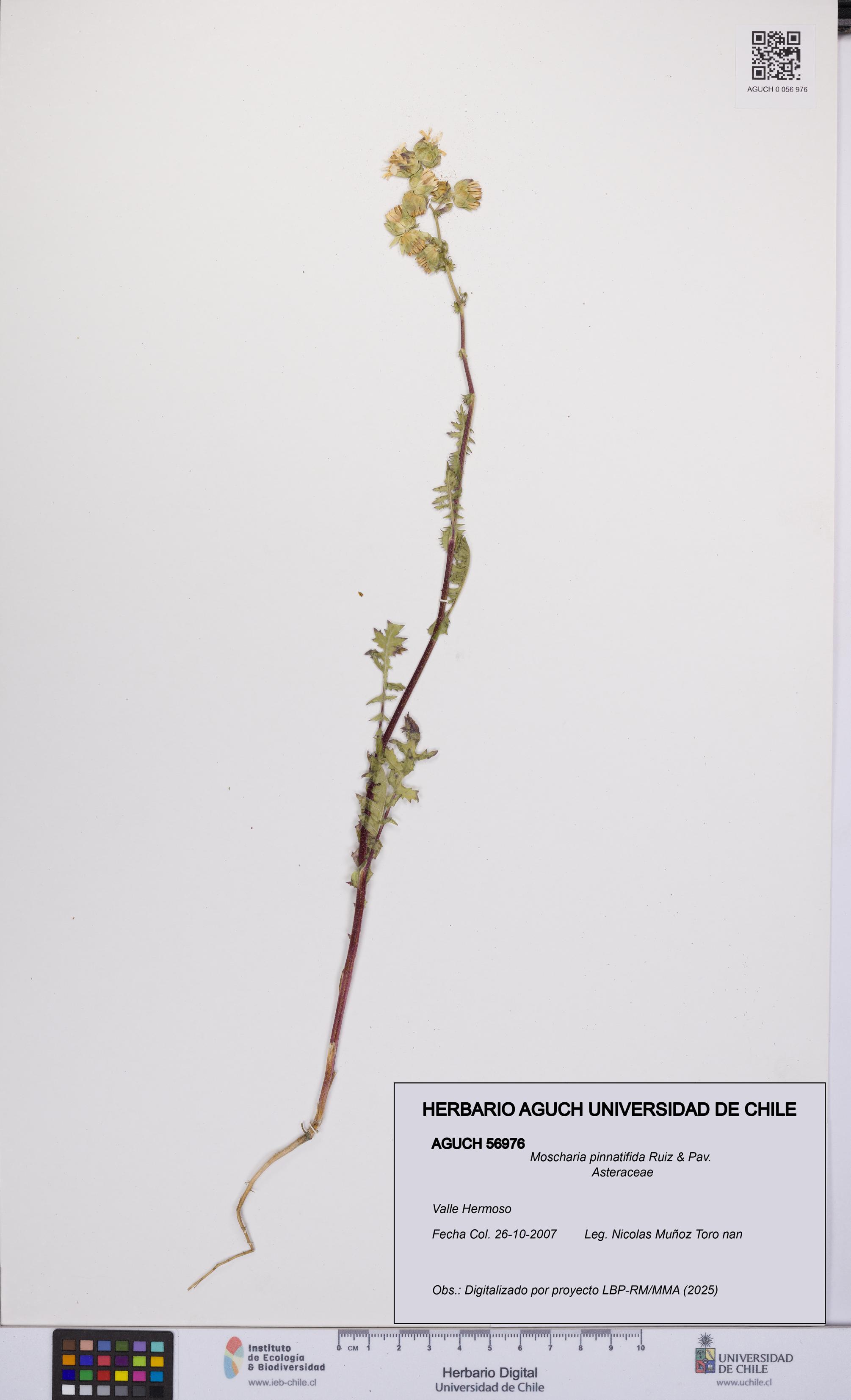 Moscharia pinnatifida [Espécimen: UCH:AGUCH:0056976]