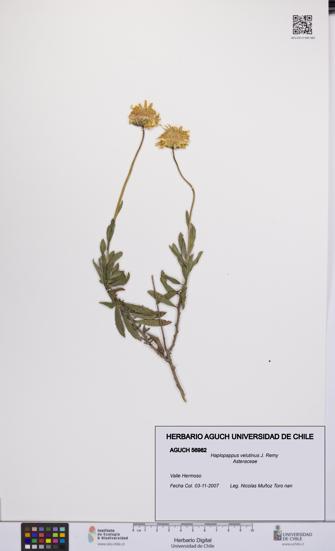Haplopappus velutinus [Espécimen: UCH:AGUCH:0056982]