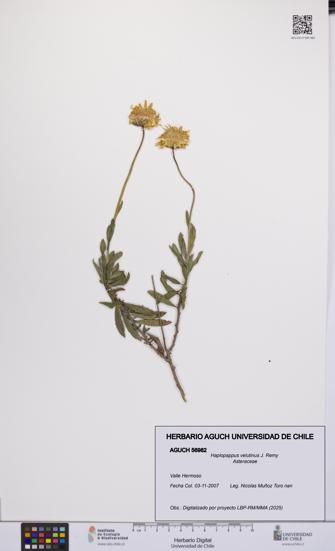 Haplopappus velutinus [Espécimen: UCH:AGUCH:0056982]