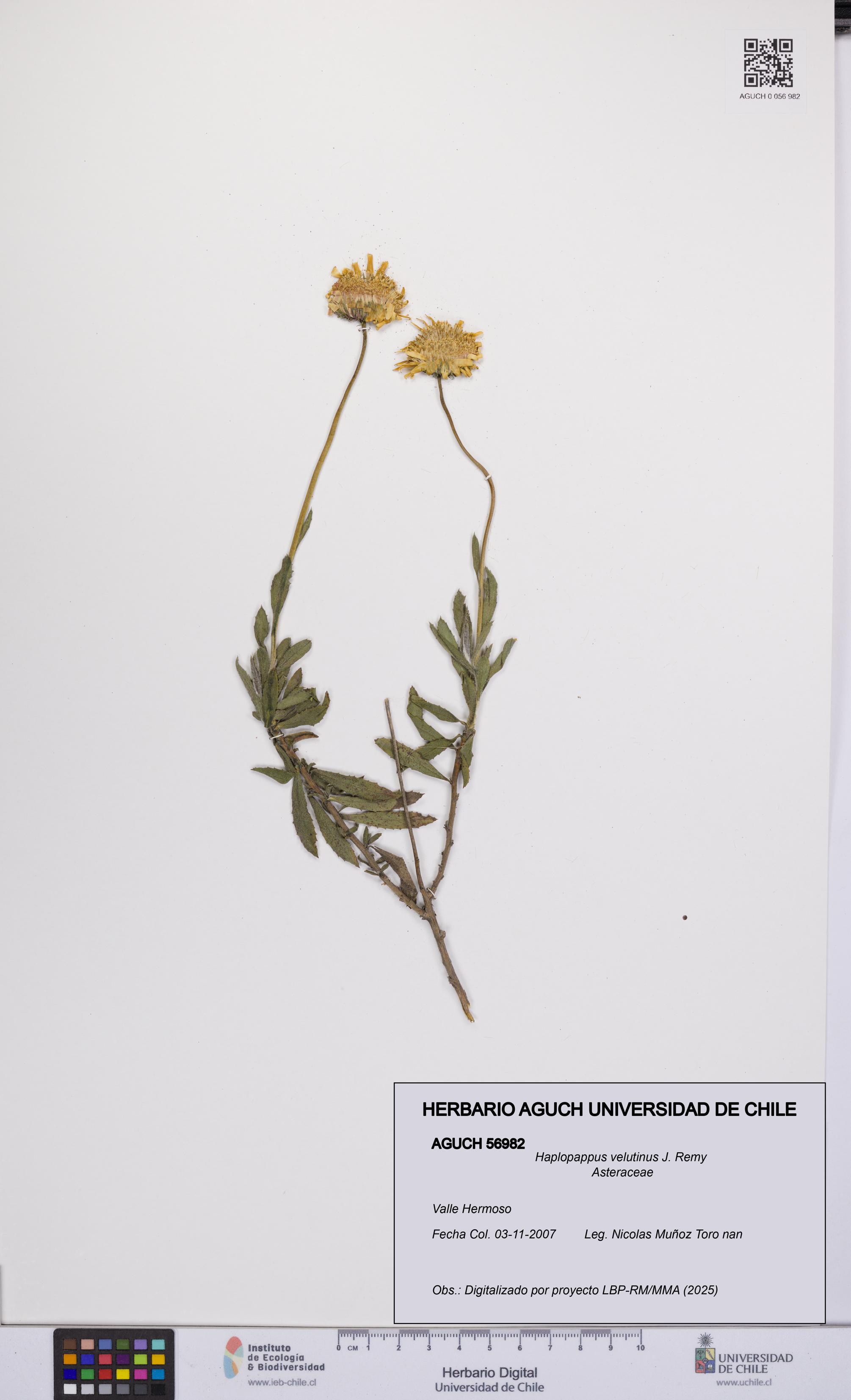 Haplopappus velutinus [Espécimen: UCH:AGUCH:0056982]