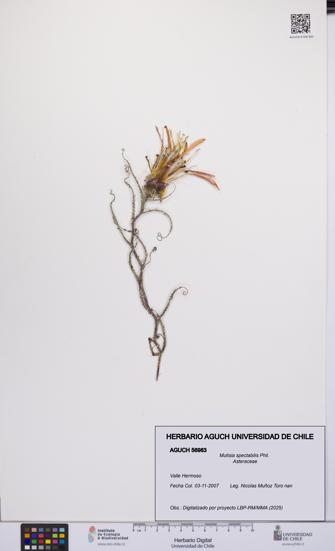 Mutisia spectabilis [Espécimen: UCH:AGUCH:0056983]