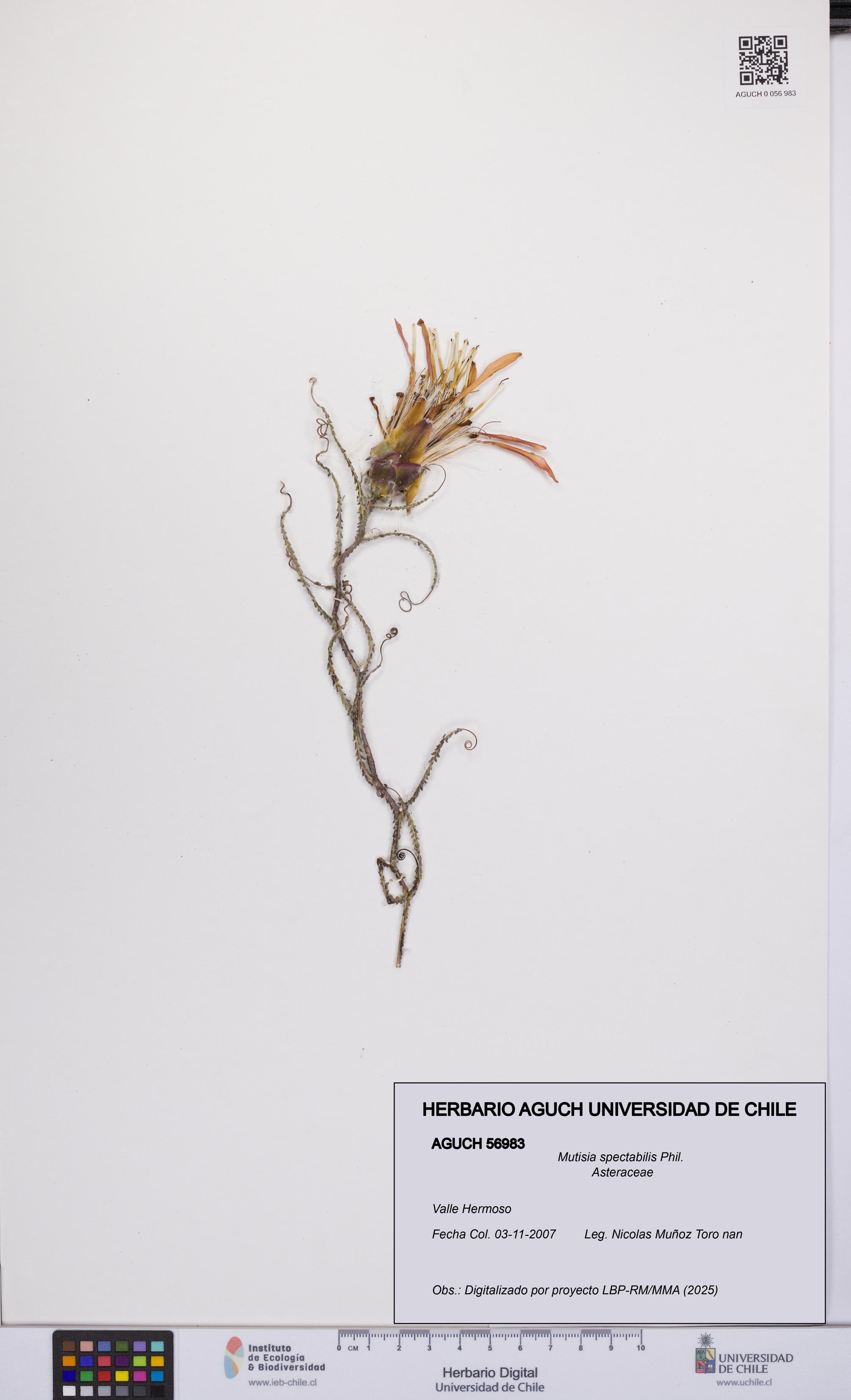 Mutisia spectabilis [Espécimen: UCH:AGUCH:0056983]