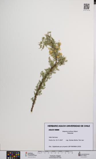 Adesmia confusa [Espécimen: UCH:AGUCH:0056985]