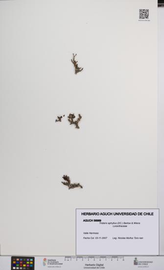 Tristerix aphyllus [Espécimen: UCH:AGUCH:0056989]