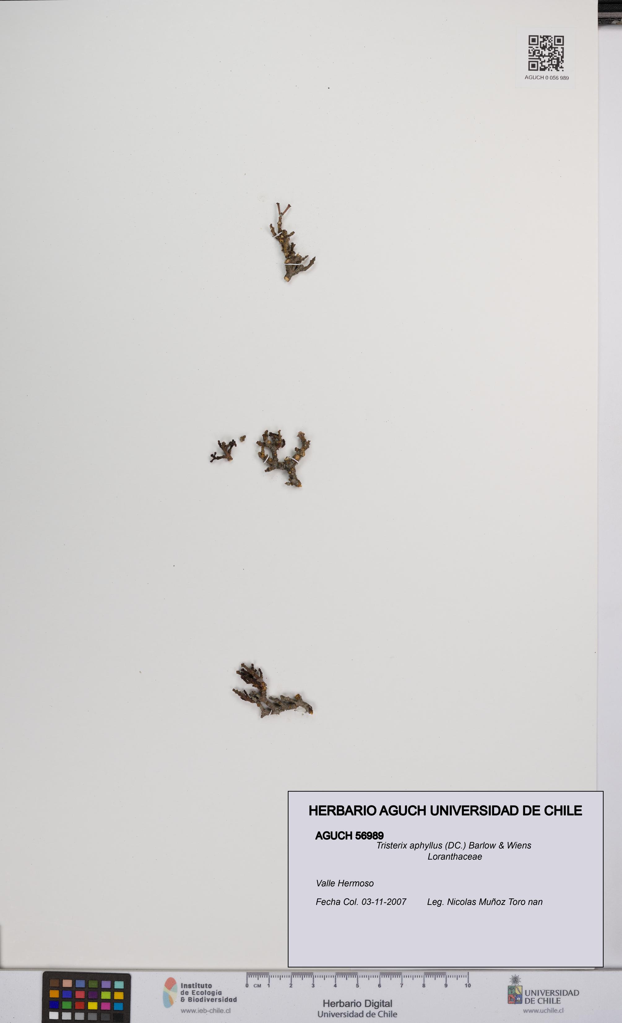 Tristerix aphyllus [Espécimen: UCH:AGUCH:0056989]