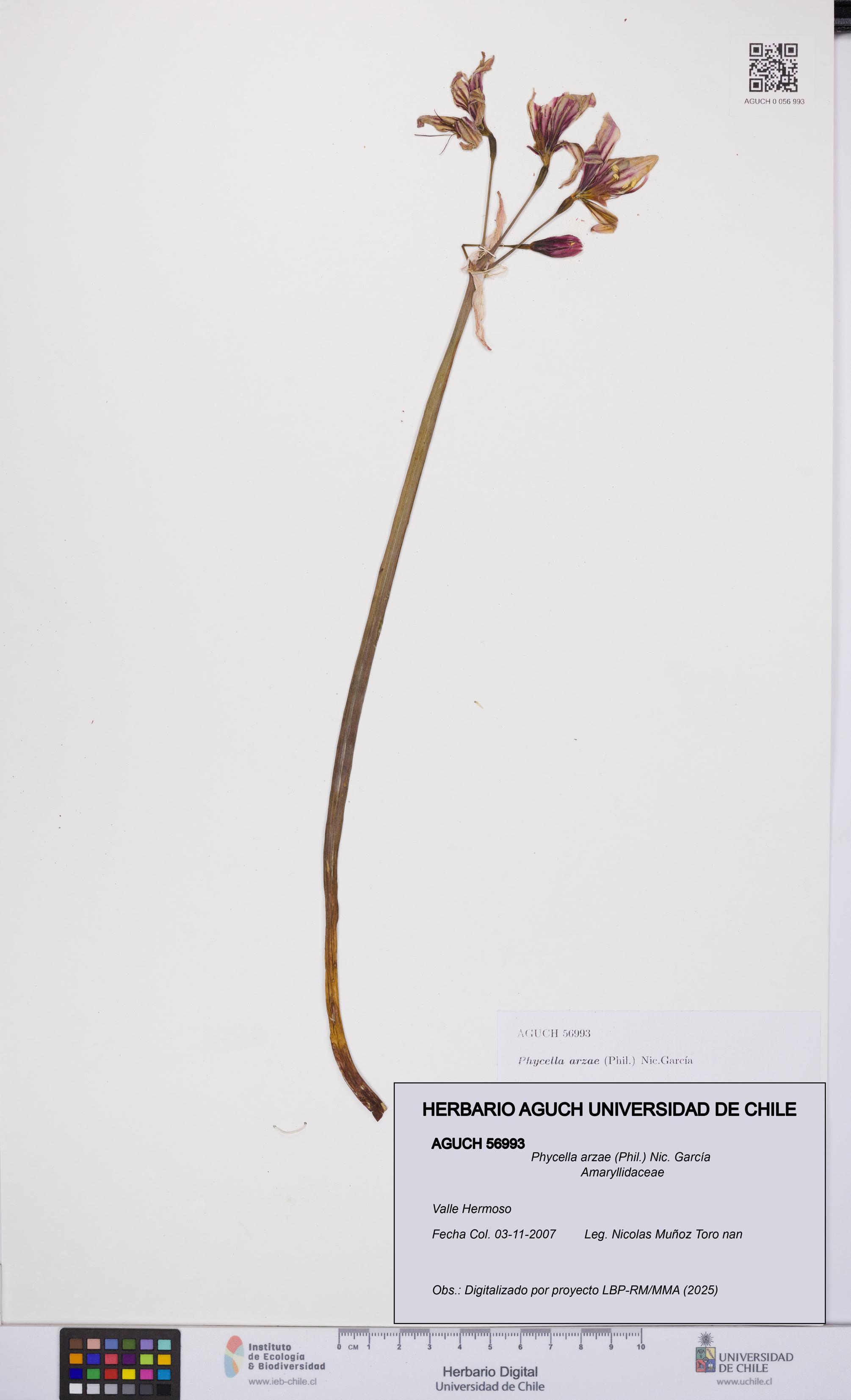 Phycella arzae [Espécimen: UCH:AGUCH:0056993]