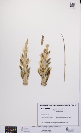 Puya berteroniana [Espécimen: UCH:AGUCH:0056994]