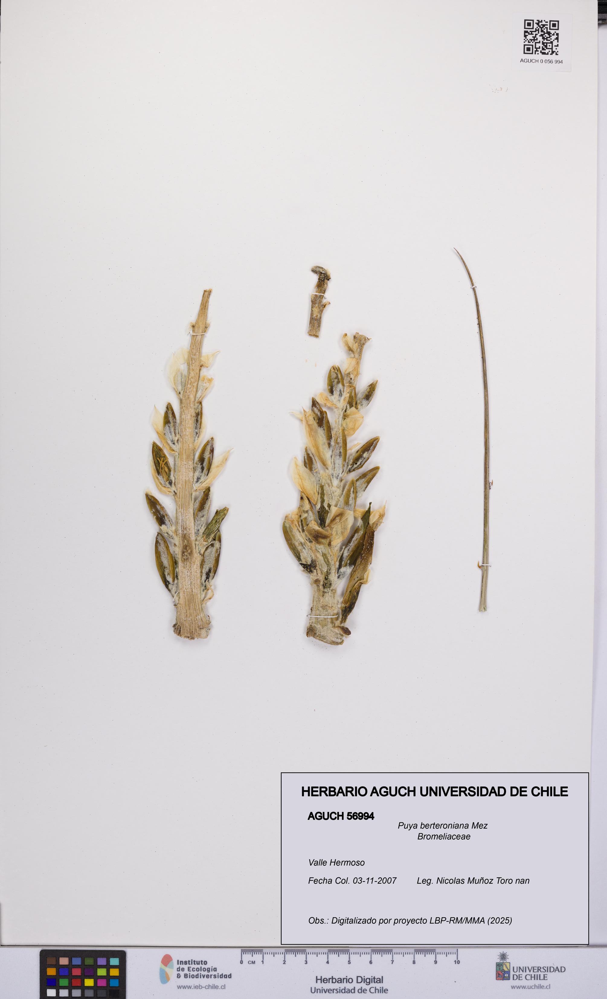Puya berteroniana [Espécimen: UCH:AGUCH:0056994]