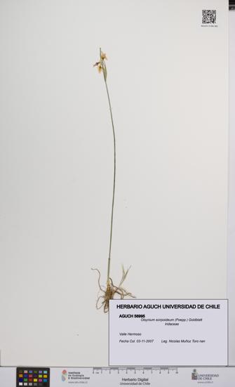 Olsynium scirpoideum [Espécimen: UCH:AGUCH:0056995]