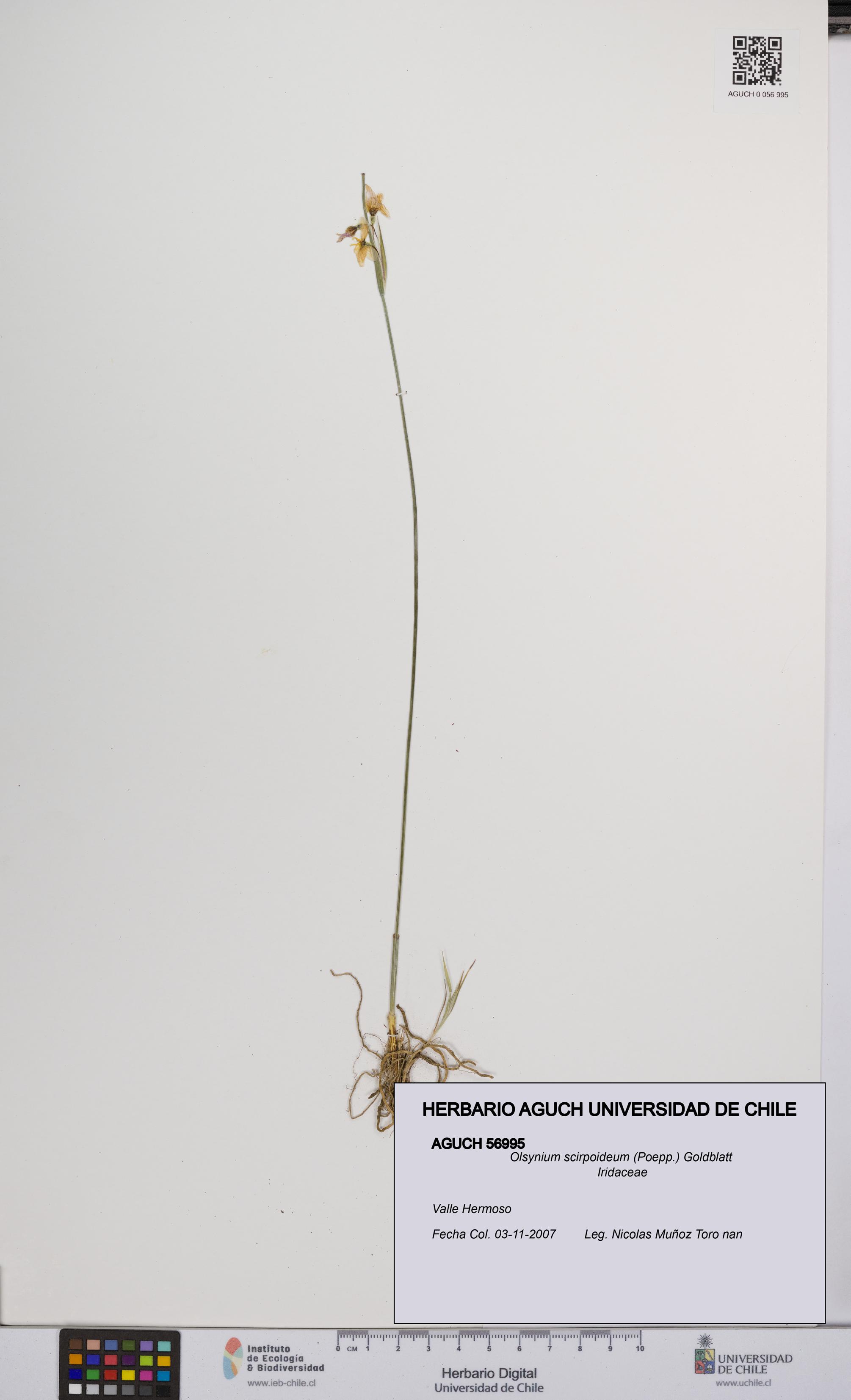 Olsynium scirpoideum [Espécimen: UCH:AGUCH:0056995]