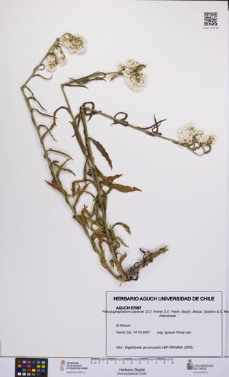 Pseudognaphalium cabrerae [Espécimen: UCH:AGUCH:0057057]