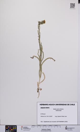 Madia sativa [Espécimen: UCH:AGUCH:0057074]