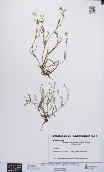 Plagiobothrys procumbens [Espécimen: UCH:AGUCH:0057076]