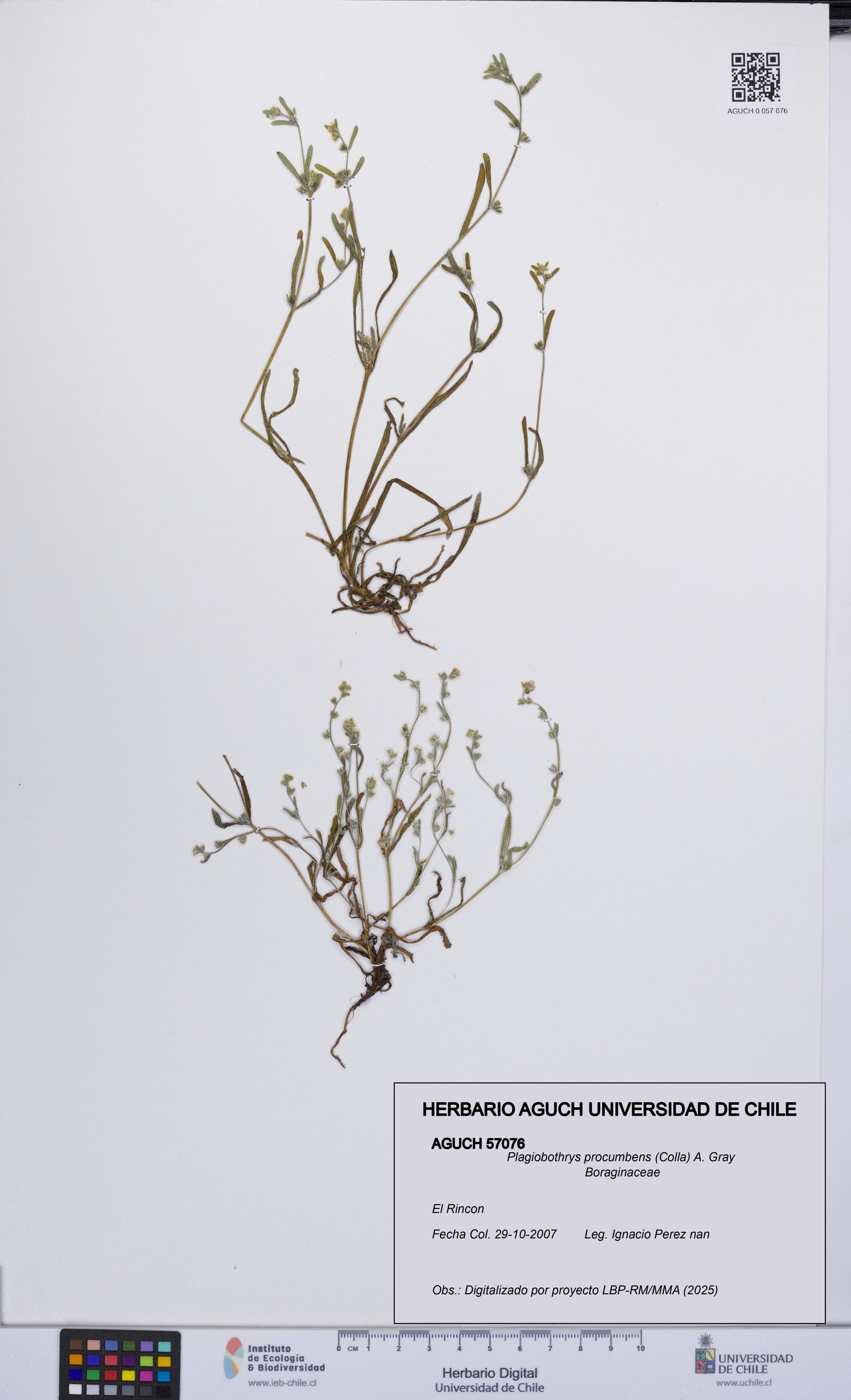 Plagiobothrys procumbens [Espécimen: UCH:AGUCH:0057076]