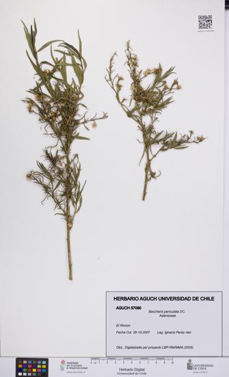 Baccharis paniculata [Espécimen: UCH:AGUCH:0057090]