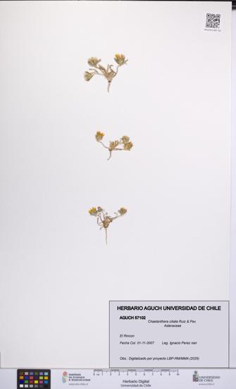 Chaetanthera ciliata [Espécimen: UCH:AGUCH:0057102]