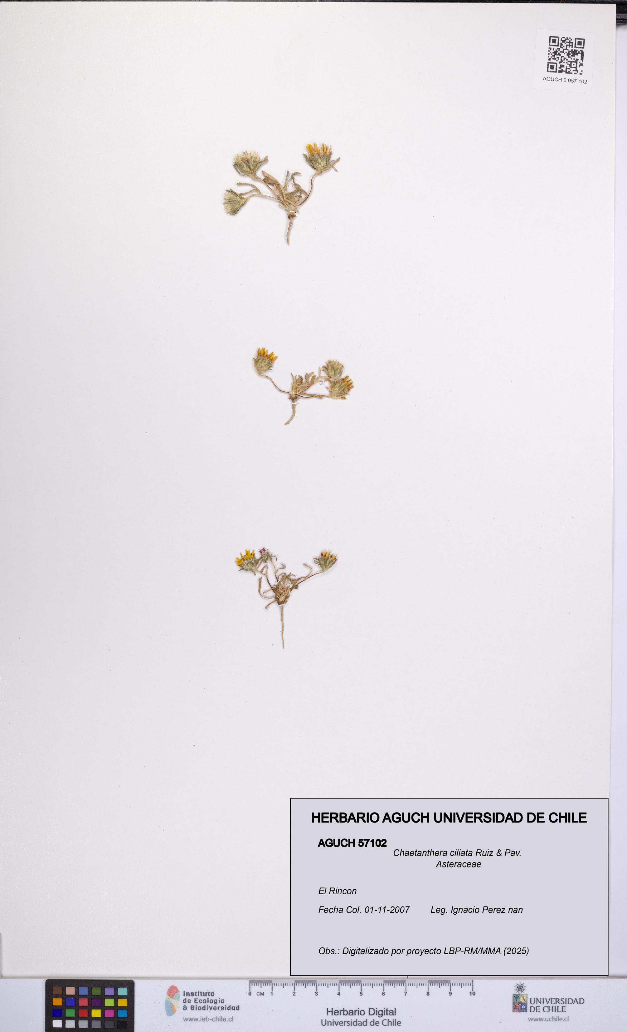 Chaetanthera ciliata [Espécimen: UCH:AGUCH:0057102]