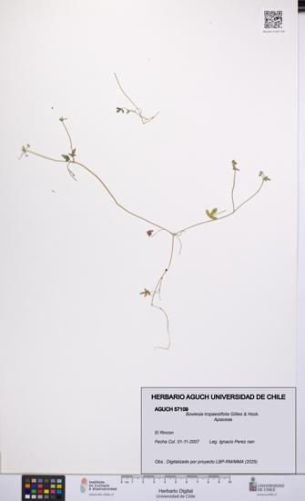 Bowlesia tropaeolifolia [Espécimen: UCH:AGUCH:0057109]