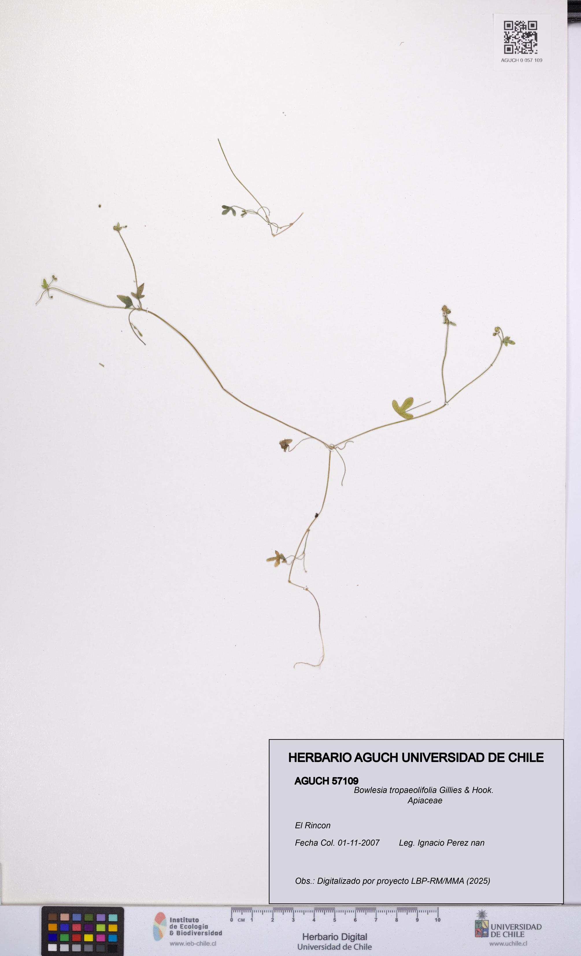 Bowlesia tropaeolifolia [Espécimen: UCH:AGUCH:0057109]